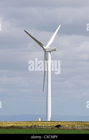 1 gigante turbina eolica (obbrobrio) torreggia su terreni agricoli i campi in una pittoresca campagna - Knabs Ridge onshore wind farm, Harrogate, North Yorkshire, Inghilterra. Foto Stock