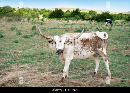 Un marrone e bianco Texas Longhorn mucca, Bos bos, sorge in un pascolo in western Oklahoma, Stati Uniti d'America. Foto Stock