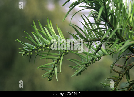 La prugna cinese cinese Yew Cow-tail Pine Cephalotaxus fortunei (Cephalotaxaceae) Foto Stock