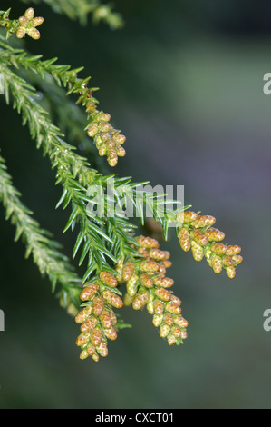 Rosso giapponese-cedar Cryptomeria japonica (Taxodiaceae) Foto Stock