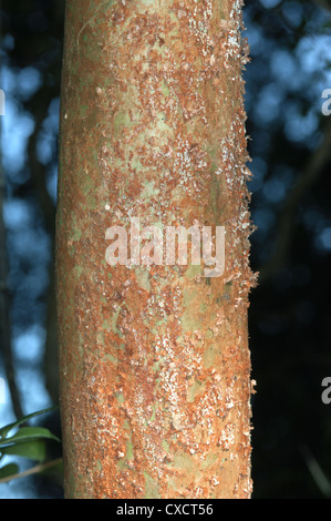 Mirto cileno Luma apiculata (Myrtaceae) Foto Stock