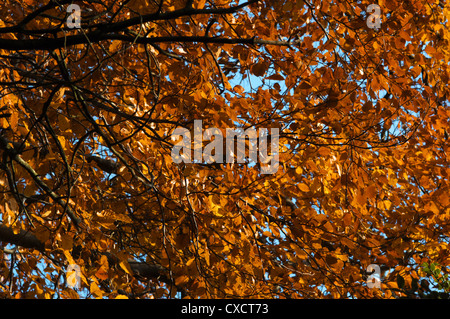 Il faggio Fagus sylvatica Fagaceae Foto Stock