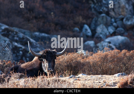 Yak appoggiato accanto a rocce e cespugli, Langtang valley, Nepal Foto Stock