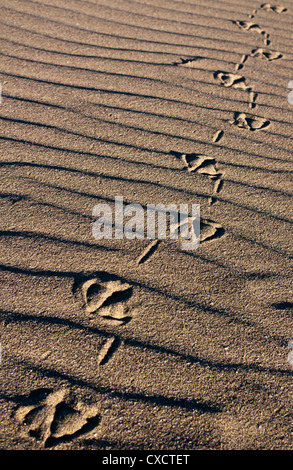 Seagull piedi stampe e fluttuazioni nella sabbia sulla spiaggia. Foto Stock