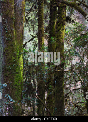 Green licheni crescono su alberi di pino, Langtang Valley, Nepal Foto Stock