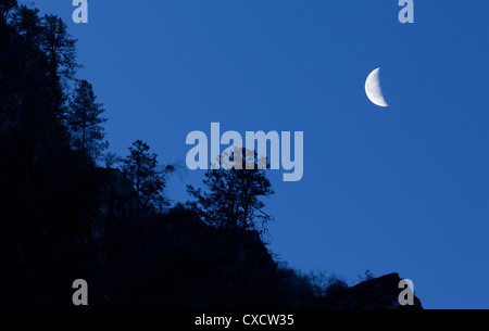 Silhouette di alberi di pini contro un cielo blu scuro di notte con la luna brilla, Langtang valley, Nepal Foto Stock