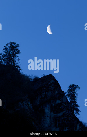 Silhouette di alberi di pini contro un cielo blu scuro di notte con la luna brilla, Langtang valley, Nepal Foto Stock