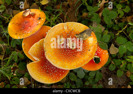 Gruppo di red fly agaric funghi nella foresta, vista dall'alto dei tappi Foto Stock