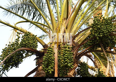 Vista ravvicinata della corona di data Palm tree con frutti di colore verde Foto Stock