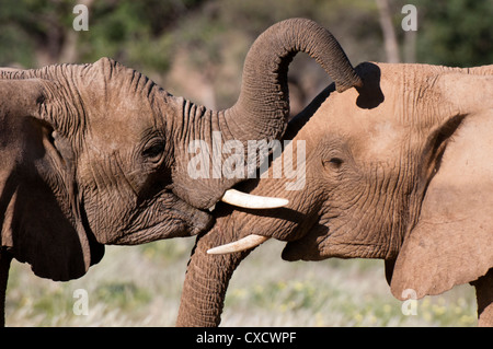 Deserto elefante africano (Loxodonta africana), Huab River Valley, Torra Conservancy, Damaraland, Namibia, Africa Foto Stock