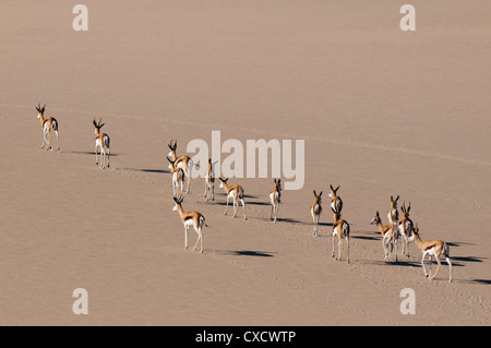 Springbok (Antidorcas marsupialis) sulla duna di sabbia, Skeleton Coast National Park, Namibia, Africa Foto Stock