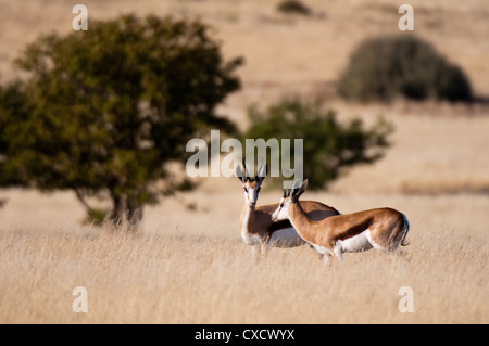 Springbok (Antidorcas marsupialis), Concessione di Palmwag, Damaraland, Namibia, Africa Foto Stock