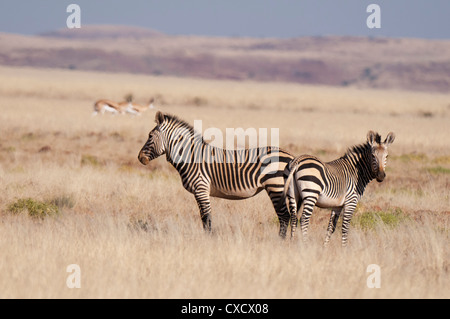Zebra di Hartmann (Equus zebra hartmannae), Concessione di Palmwag, Damaraland, Namibia, Africa Foto Stock