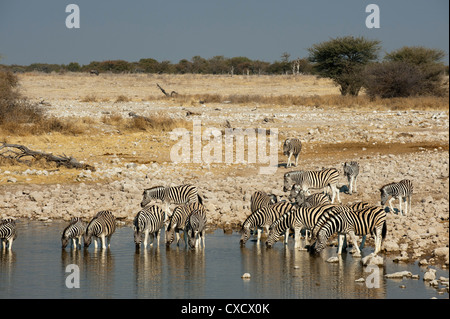 La Burchell zebra (Equus burchellii), il Parco Nazionale di Etosha, Namibia, Africa Foto Stock