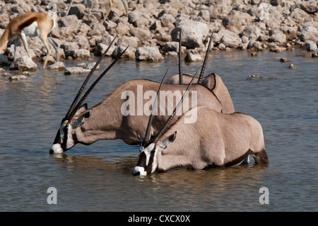 Gemsbok oryx (Oryx gazella gazella), il Parco Nazionale di Etosha, Namibia, Africa Foto Stock