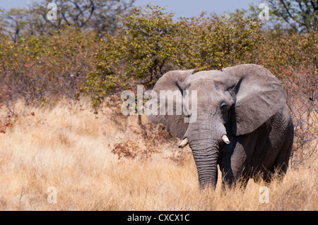 Elefante africano (Loxodonta africana), il Parco Nazionale di Etosha, Namibia, Africa Foto Stock
