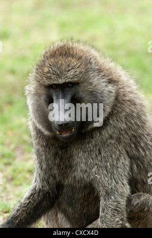 Babbuino oliva (papio anubis), il Masai Mara, Kenya, Africa orientale, Africa Foto Stock