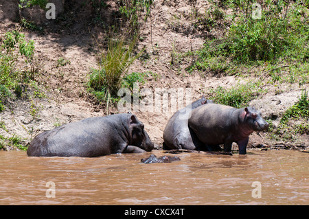 Ippopotamo (Hippopotamus amphibius), il Masai Mara, Kenya, Africa orientale, Africa Foto Stock