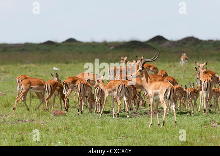 Impala (Aepyceros melampus), il Masai Mara, Kenya, Africa orientale, Africa Foto Stock