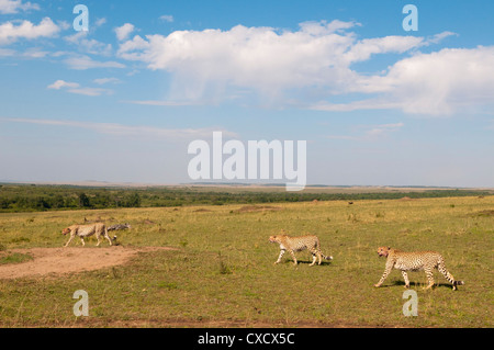 Ghepardo (Acynonix jubatus), il Masai Mara, Kenya, Africa orientale, Africa Foto Stock