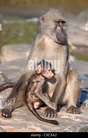Chacma baboon (Papio cynocephalus ursinus), con il bambino, il Parco Nazionale Kruger, Sud Africa e Africa Foto Stock