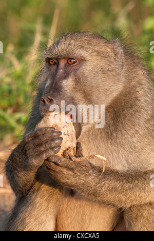 Chacma baboon (Papio cynocephalus ursinus), mangiando frutta di salsiccia Tree (Kigelia africana), Kruger National Park, Sud Africa Foto Stock