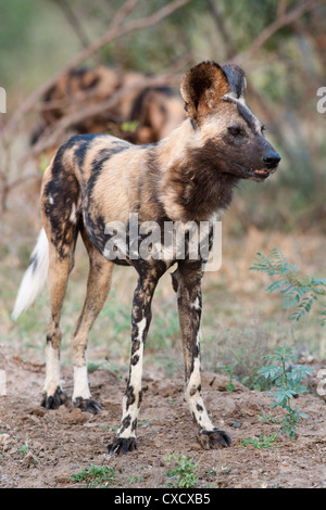 African wild dog (Lycaon pictus), Kruger National Park, Sud Africa e Africa Foto Stock