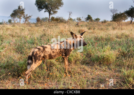 African wild dog (Lycaon pictus), Kruger National Park, Sud Africa e Africa Foto Stock