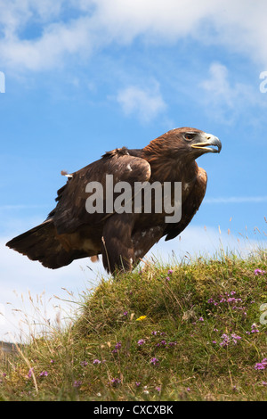 Aquila reale (Aquila chrysaetos), captive, Regno Unito, Europa Foto Stock