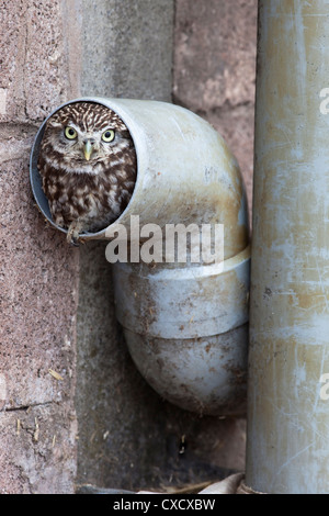 Civetta (Athene noctua) nel tubo di scolo, captive, Regno Unito, Europa Foto Stock