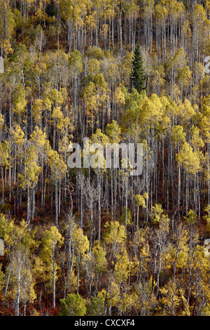 Aspens giallo in autunno, Wasatch-Cache National Forest, Utah, Stati Uniti d'America, America del Nord Foto Stock