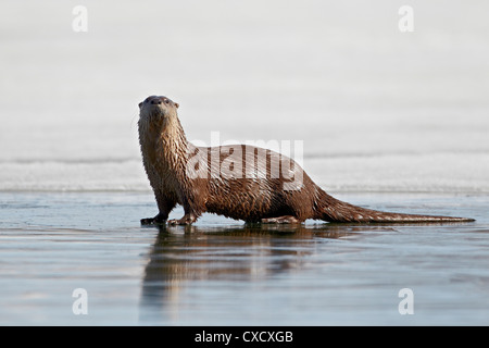 Lontra di fiume (Lutra canadensis) su congelati Lago Yellowstone, il Parco Nazionale di Yellowstone, Wyoming, Stati Uniti d'America Foto Stock