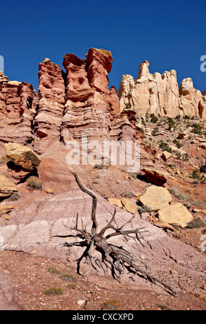 Le formazioni rocciose e morto il ginepro, Grand Staircase-Escalante monumento nazionale, Utah, Stati Uniti d'America, America del Nord Foto Stock