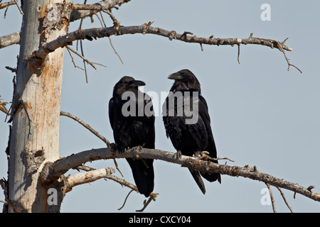 Comune di corvo imperiale (Corvus corax) coppia, il Parco Nazionale di Yellowstone, Wyoming negli Stati Uniti d'America, America del Nord Foto Stock