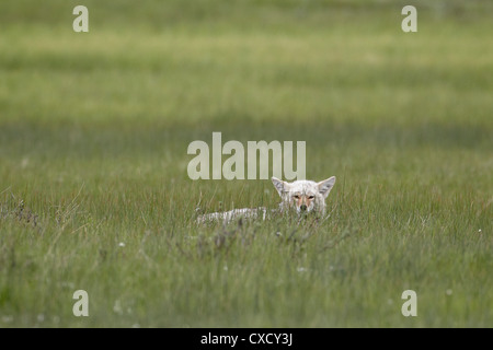 Coyote (Canis latrans) di appoggio, il Parco Nazionale di Yellowstone, Wyoming negli Stati Uniti d'America, America del Nord Foto Stock