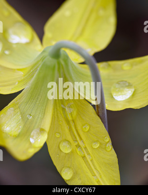 Glacier lily (dogtooth viola) (Erythronium grandiflorum), Gallatin National Forest, Montana, Stati Uniti d'America Foto Stock