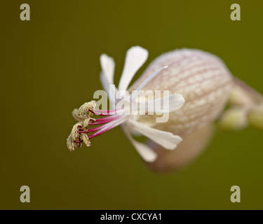 La vescica campion (Silene vulgaris), il Parco Nazionale dei laghi di Waterton, Alberta, Canada, America del Nord Foto Stock