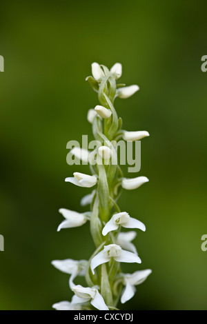 White bog orchid (Habenaria dilatata), il Parco Nazionale dei laghi di Waterton, Alberta, Canada, America del Nord Foto Stock