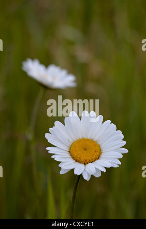 Oxeye daisy (Margherita occhio di bue) (Leucanthemum vulgare), il Parco Nazionale dei laghi di Waterton, Alberta, Canada, America del Nord Foto Stock