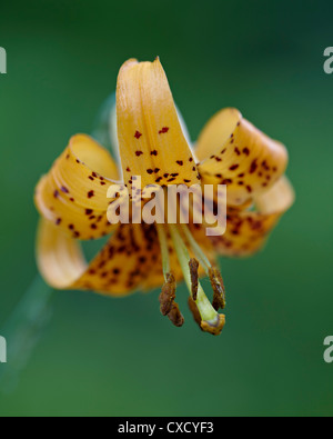 Tiger lily (Columbian lily) (Oregon lily) (Lilium columbianum), Idaho Panhandle foreste nazionali, Idaho Foto Stock