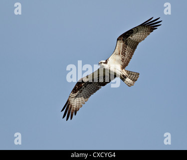 Falco pescatore (Pandion haliaetus) in volo, Lemhi County, Idaho, Stati Uniti d'America, America del Nord Foto Stock