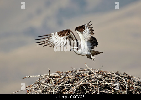 Falco pescatore (Pandion haliaetus) tenuto fuori dal suo nido, Lemhi County, Idaho, Stati Uniti d'America, America del Nord Foto Stock