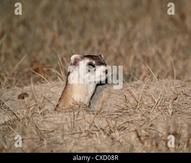 Nero-footed ferret (American polecat) (Mustela nigripes), Buffalo Gap National prateria, Conata Basin, il Dakota del Sud Foto Stock