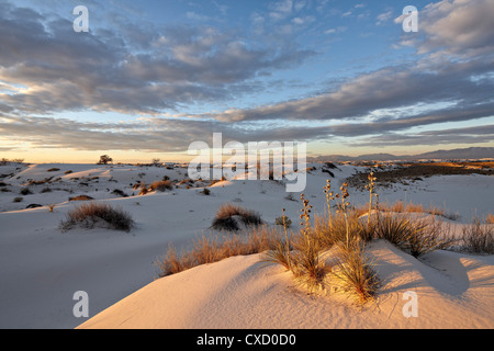Prima luce su un cluster di yucca tra le dune, White Sands National Monument, Nuovo Messico, Stati Uniti d'America Foto Stock