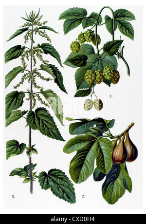 Umulus lupulus - Humulus lupulus Foto Stock