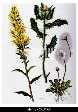 Solidago virgaurea Foto Stock