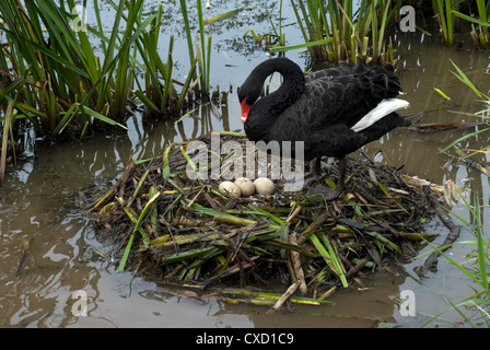 Un Black Swan tende le sue uova nel nido ha costruito lungo le rive del fiume Exe. Cigni neri, Cygnus atratus sono n Foto Stock