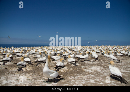 Le sule nidificano nei Hawkes Bay Nuova Zelanda Foto Stock