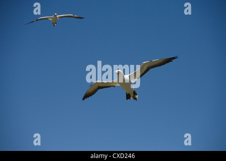 Coppia di sule in volo, Hawkes Bay Nuova Zelanda Foto Stock