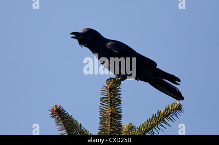 Grandi fatturati Crow, Corvus macrorhynchos, seduto sulla cima di un albero di pino, Nepal Foto Stock